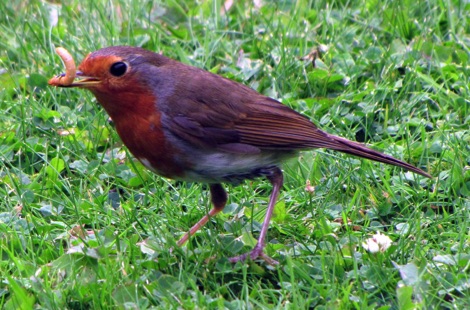 Robin with a worm